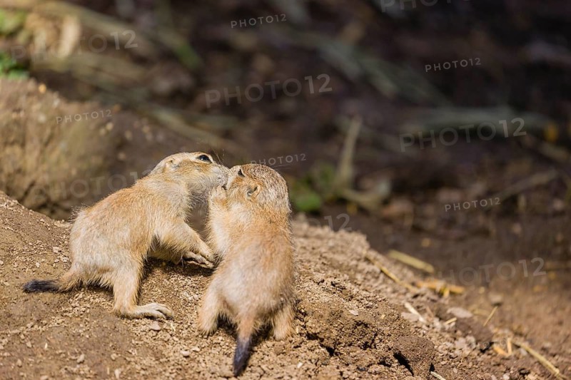 Two lack-tailed prairie dog cubs (2 weeks old) (Cynomys ludovicianus) play on sandy terrain on a bright sunny day