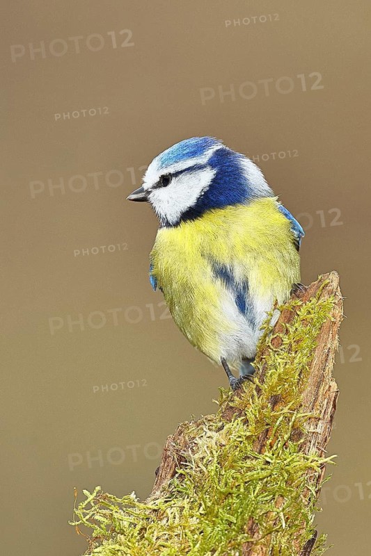 Blue tit (Parus caeruleus), sitting on moss-covered dead wood, Wilnsdorf, North Rhine-Westphalia, Germany