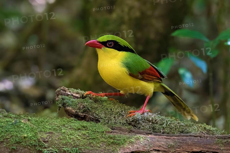 Indochinese Green Magpie (Cissa hypoleuca) perched on a branch, Bidoup National Park, Vietnam