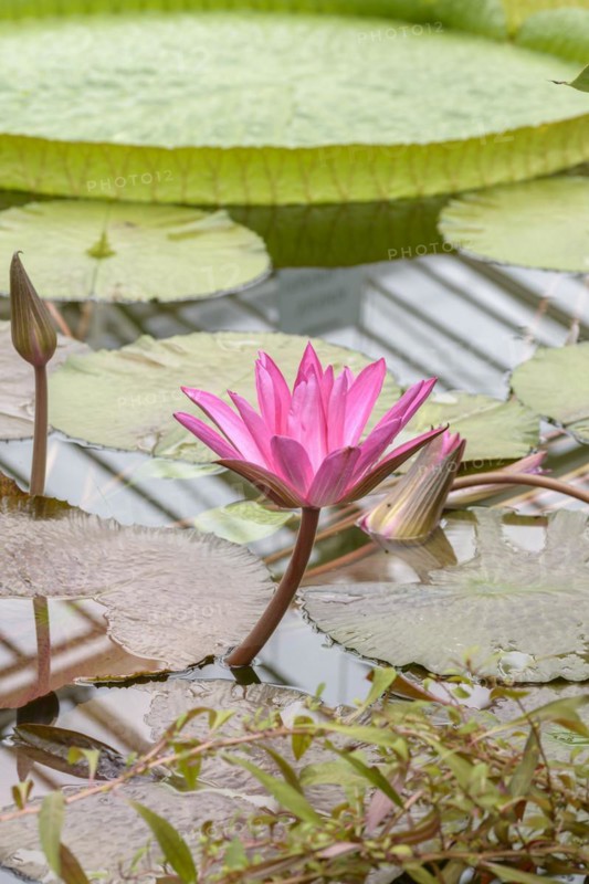 Water lily (Nymphaea 'Hofgärtner Gräbner'), Botanical Garden, Munich, Bavaria, Germany