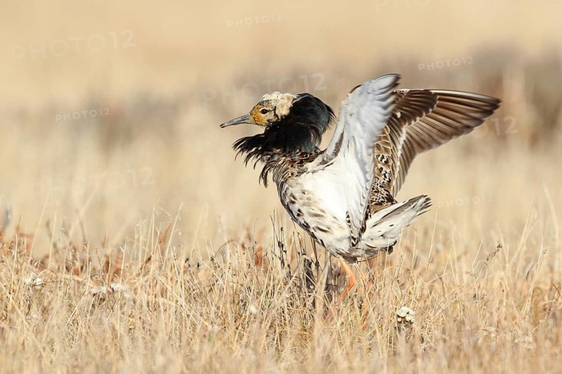 Ruff (Calidris pugnax) male mating, Alaska, USA