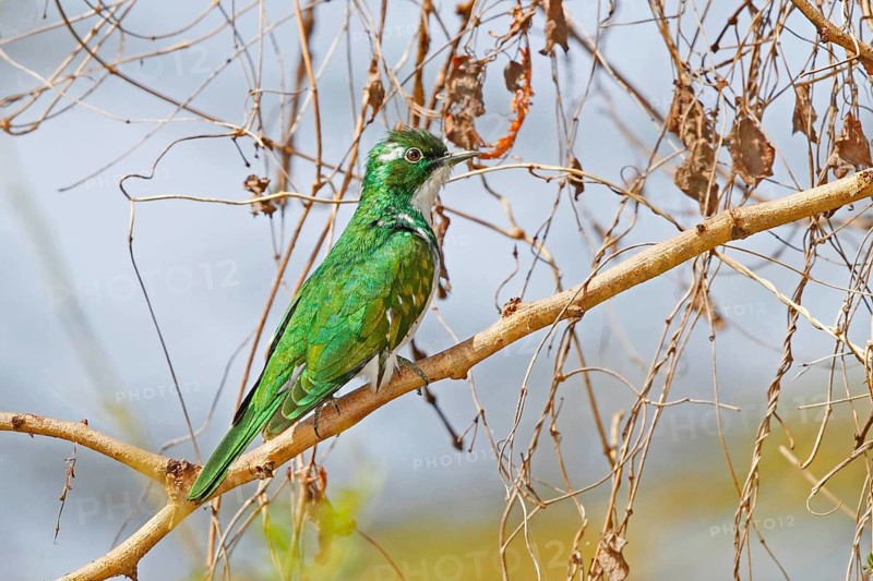 Klaas's cuckoo, Chrysococcyx klaas