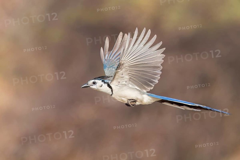 White-throated Magpie Jay (Calocitta formosa) flying in Oaxaca, Mexico