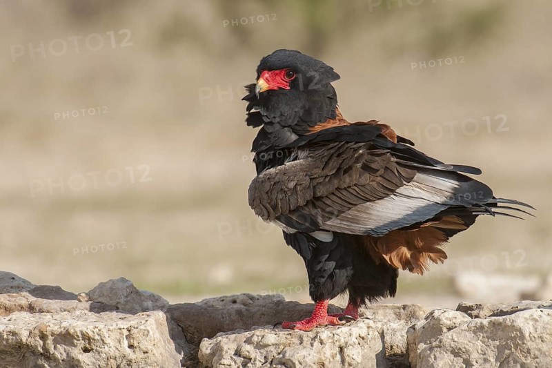 Bateleur (Terathopius ecaudatus) female, Northern Cape, South Africa