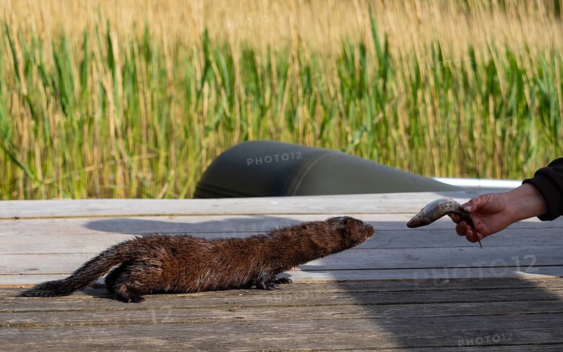 A mink takes a fish from an angler