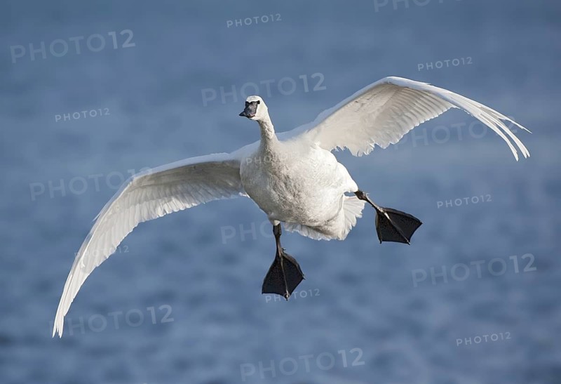 Trumpeter Swan (Cygnus buccinator) flying, British Columbia, Canada