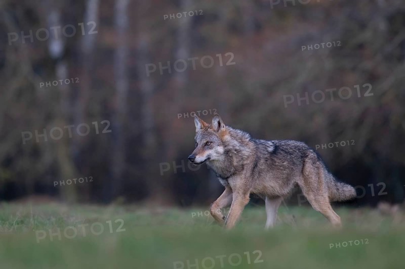 European grey wolf, Eurasian wolf (Canis lupus lupus), wolf snares in forest clearing, Podlaskie Voivodeship, Poland