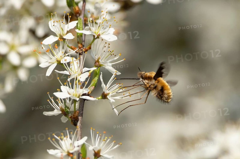 Bee fly (Bombylius major) adult insect feeding on Blackthorn blossom flowers in spring, Suffolk, England, United Kingdom