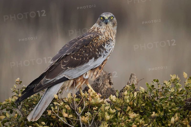 A vigilant red kite perched on a branch against a blurry green background, eyes focused and feathers ruffled, ready to hunt
