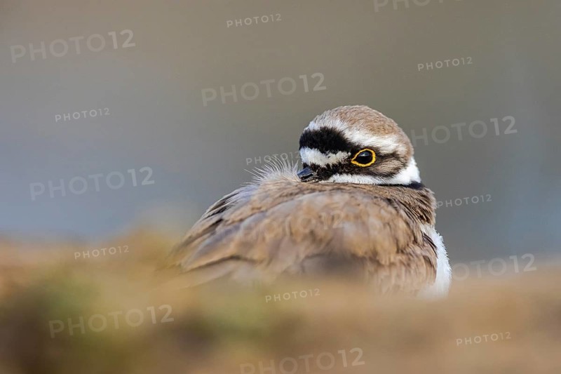 Little Ringed Plover (Charadrius dubius), North Rhine-Westphalia, Germany