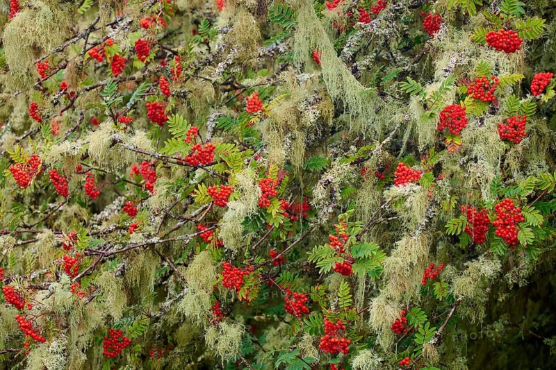 Branches full of red rowan berries are covered with moss, nestled in lush greenery, Queens View, Fincastle, Pitlochry, United KingdomScotland, United Kingdom, Great Britain
