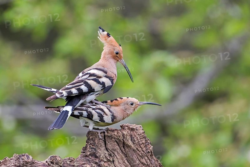 Eurasian Hoopoe (Upupa epops) pair mating, Tuscany, Italy