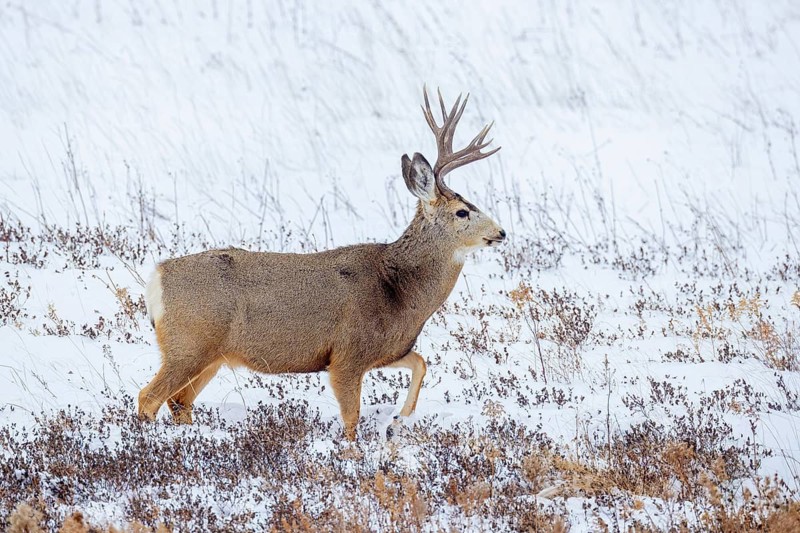 Rocky Mountain mule deer (Odocoileus hemionus) buck foraging on snow covered prairie in winter, Saskatchewan in Western Canada