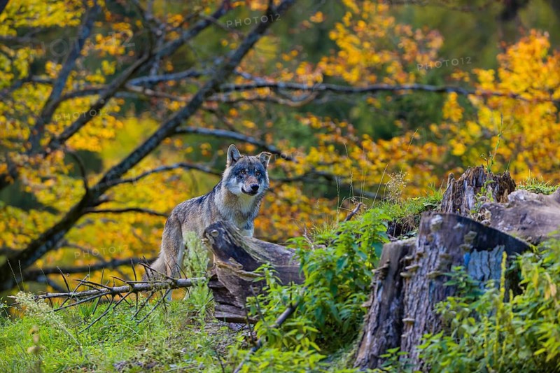 One eurasian gray wolf (Canis lupus lupus) stands on a small hill between logs and rocks with a colourful fall foliage in the background