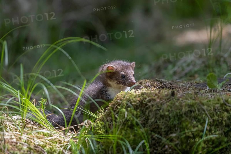 Two beech marten (Martes foina), playing on the forest floor between green vegetation