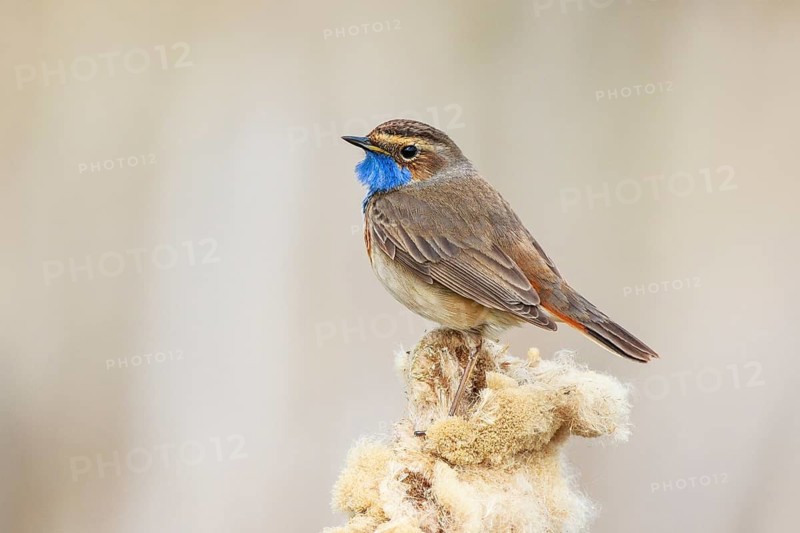 Bluethroat (Luscinia svecica cyanecula) male perched on cattail, Netherlands