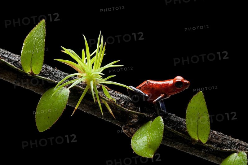 Strawberry poison frog (Oophaga pumilio), Costa Rica