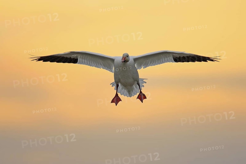 Snow Goose (Anser caerulescens) flying, British Columbia, Canada