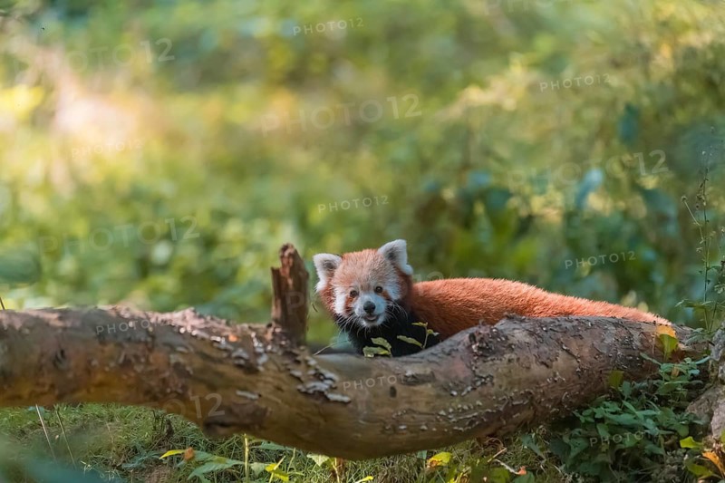One red panda, Ailurus fulgens, standing behind a branch lying on the ground. Green vegetation in the background
