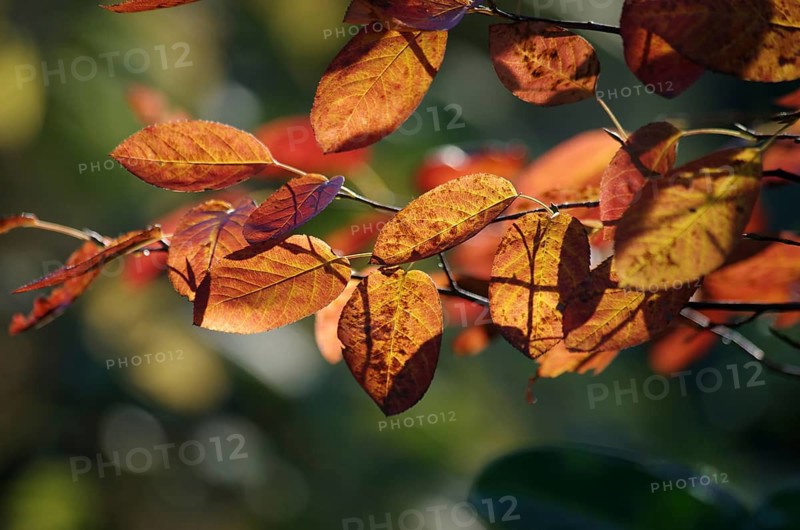 Canadian rock pear (Amelanchier canadensis), autumn colours, red, orange, twig, Germany, The coloured leaves of the rock pear shine in the sunlight