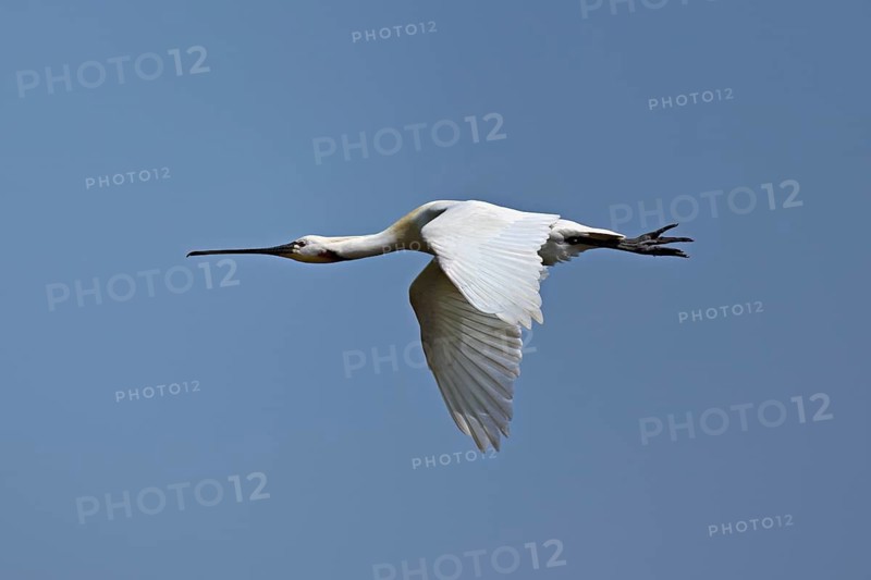 Spoonbill (Platalea leucorodia), in flight, Texel, West Frisian Island, province of North Holland, Netherlands