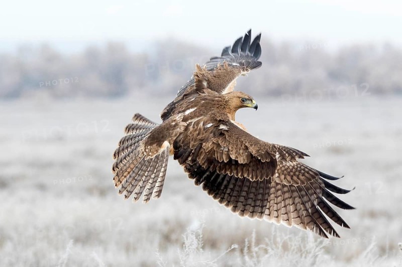 Bonelli's Eagle (Aquila fasciata) juvenile flying, Castile-La Mancha, Spain