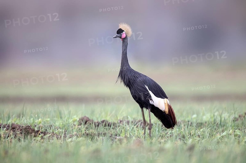 Black Crowned Crane (Balearica pavonina), Lake Ziway, Ethiopia