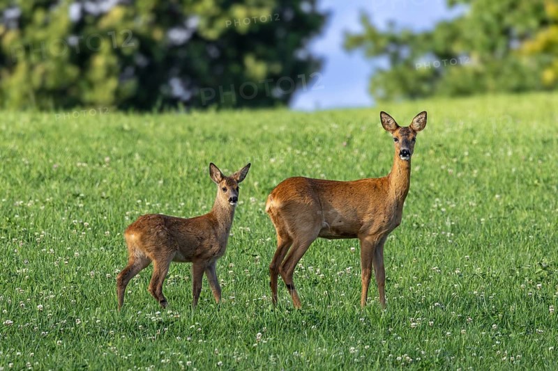 European roe deer (Capreolus capreolus) doe with fawn foraging in meadow, grassland in summer