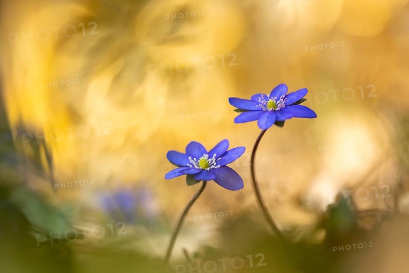 Blooming liverwort (Anemone hepatica), early bloomer, Steinhagen, Lower Saxony, Germany