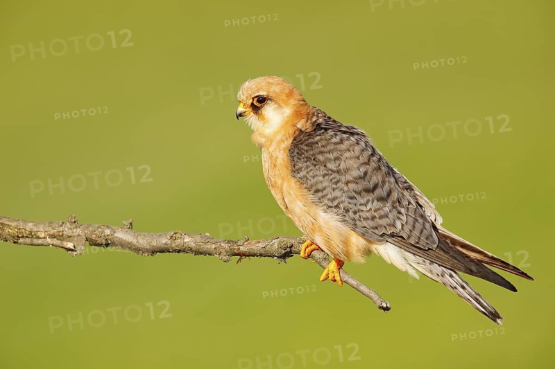 Red-footed Falcon, Falco vespertinus, bird sitting on branch with clear green background, cleaning plumage, feather in the bill, animal in the nature habitat, Bulgaria, Europe. Summer nesting