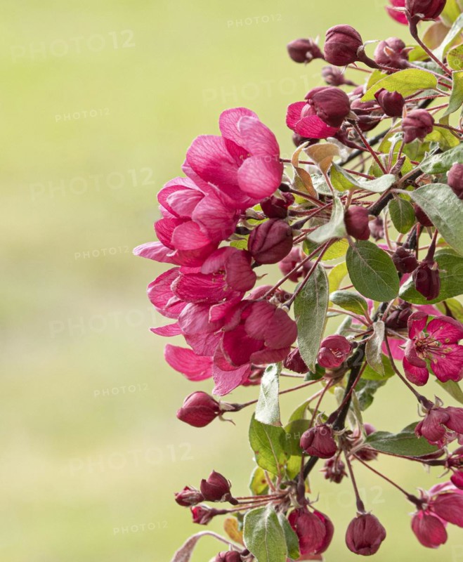 Ornamental apple (Malus 'Indian Magic'), Anchers Havecenter, Ditfurt, Saxony-Anhalt, Germany