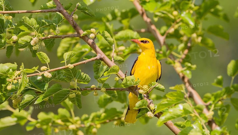 Eurasian Golden Oriole (Oriolus oriolus) male singing, Hungary