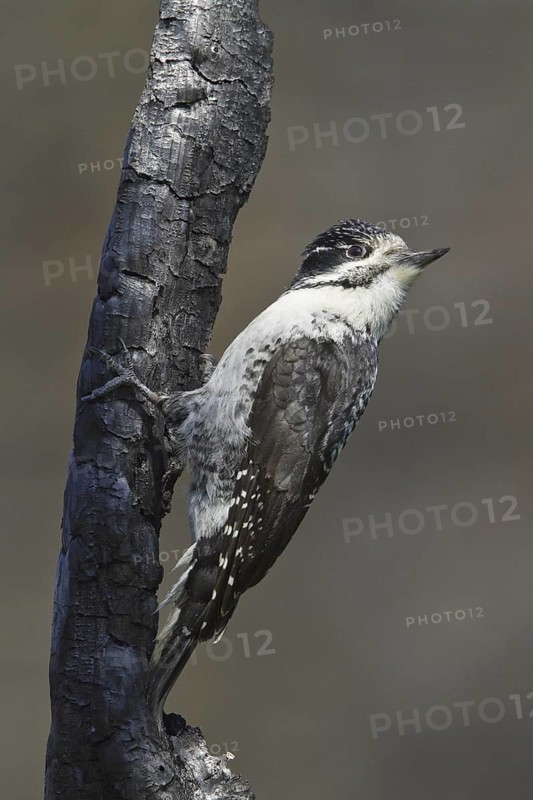 American Three-toed Woodpecker (Picoides dorsalis) female, Manitoba, Canada