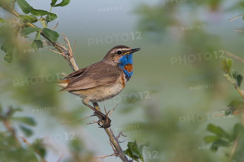 Bluethroat - Blaukehlchen - Cyanecula svecica ssp. pallidogularis, Kazakhstan, adult male