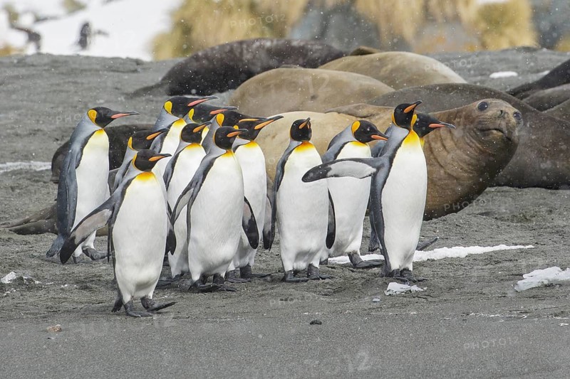 King Penguin (Aptenodytes patagonicus) group on a beach, South Georgia