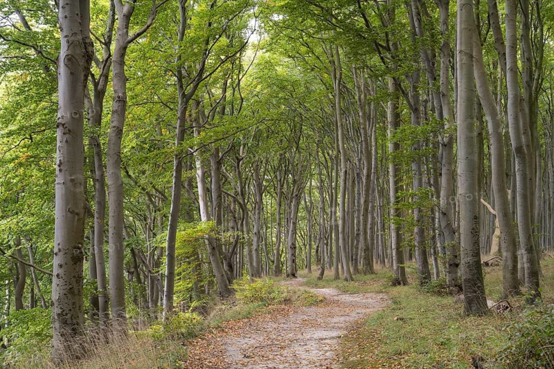 Trail through the beech forest, Stubbenkammer, Jasmund National Park, Rügen, Mecklenburg-Western Pomerania, Germany