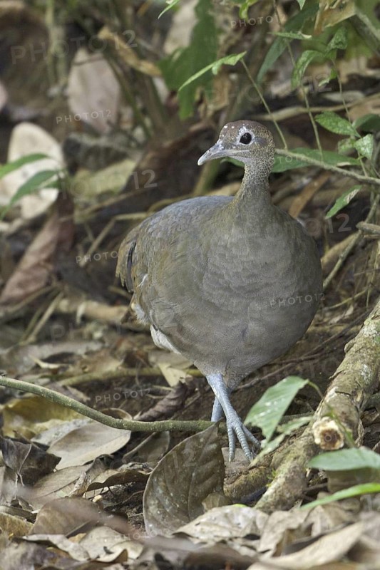 Great Tinamou (Tinamus major), Costa Rica