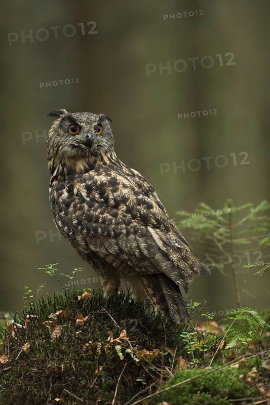 Eurasian Eagle-Owl (Bubo bubo) perched on the ground, North Rhine-Westphalia, Germany