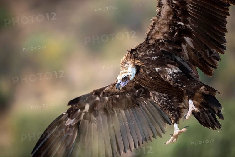 Cinereous Vulture (Aegypius monachus) flying, Extremadura, Spain
