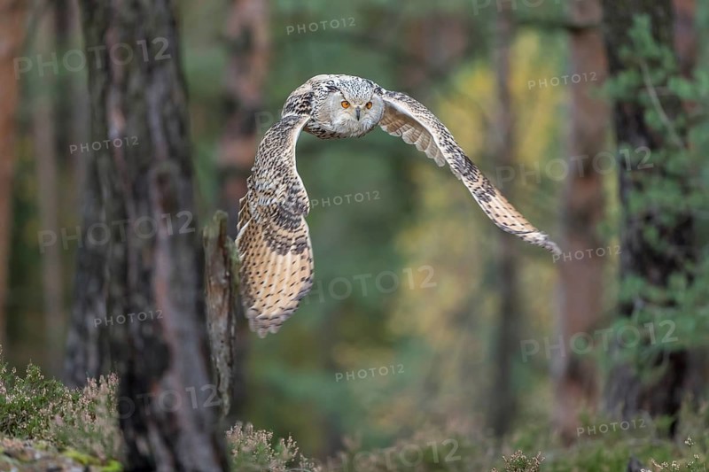 One Siberian Eagle Owl (Bubo bubo sibiricus) flying thru a forest