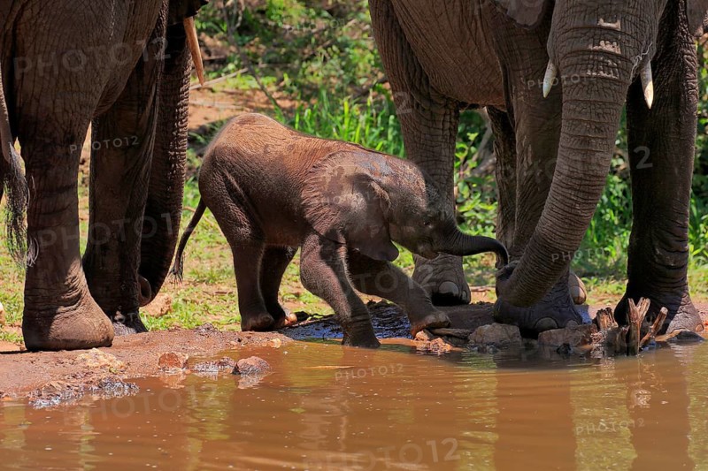 African elephant (Loxodonta africana), young animal, calf, baby elephant, mother, young animal with mother, at the water, Kruger National Park, Kruger National Park, South Africa