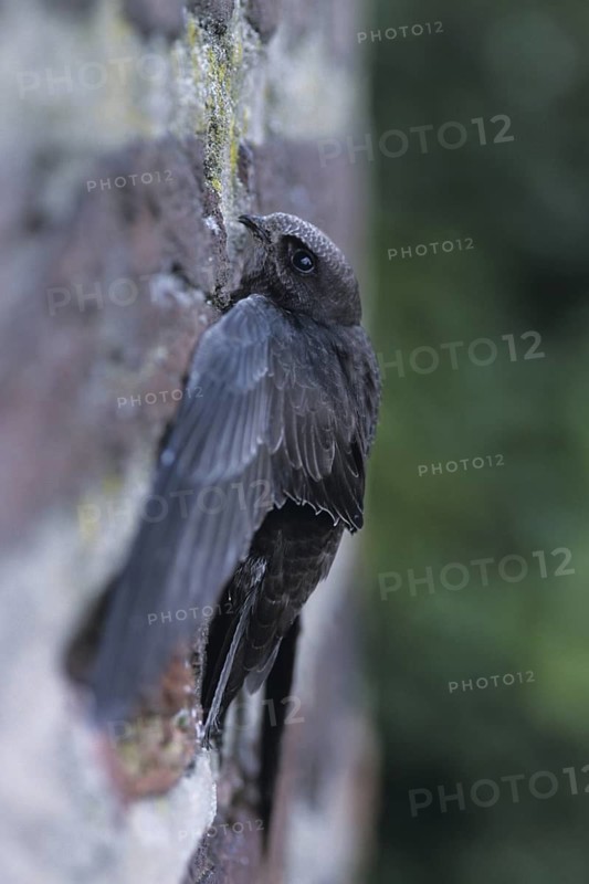 Common Swift (Apus apus), North Rhine-Westphalia, Germany