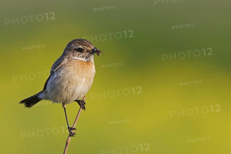 European Stonechat (Saxicola rubicola) female, Rhineland-Palatinate, Germany