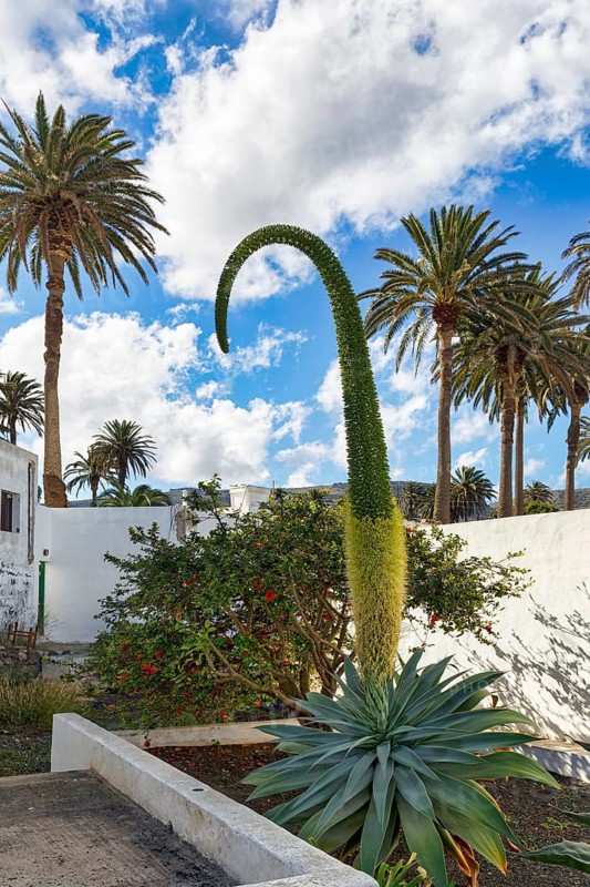 Canary Islands dragon tree agave (Agave attenuata), gooseneck agave, foxtail, unusual conspicuous inflorescence, front garden, Haria, Lanzarote, Canary Islands, Spain