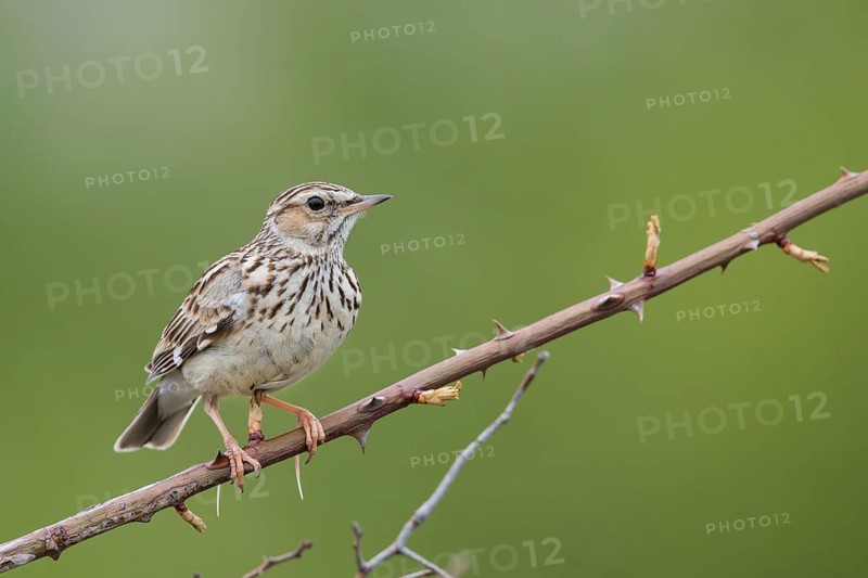 Woodlark - Heidelerche - Lullula arborea ssp. pallida, Romania, adult