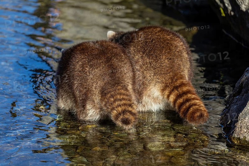 Raccoon butts. Two Raccoons, Procyon lotor, looking for food between the pebbles in shallow water