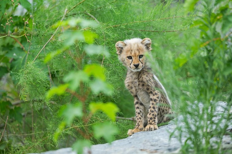 Cheetah (Acinonyx jubatus) youngster sitting on a rock, captive, occurrence Africa