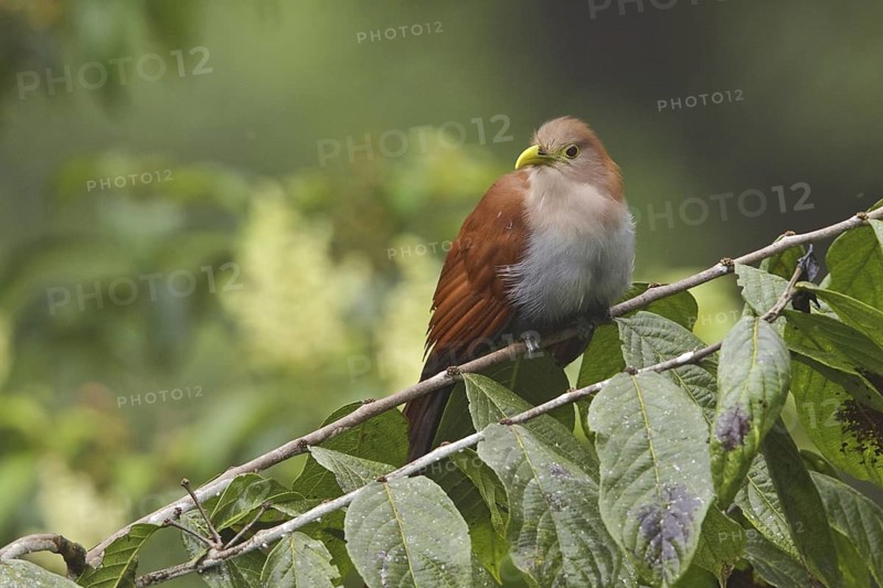 Squirrel Cuckoo (Piaya cayana), Ecuador