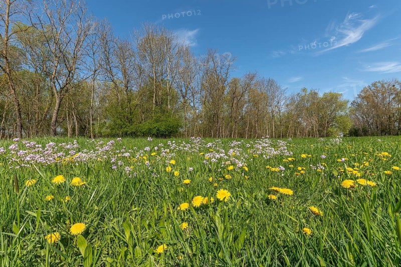 A field with yellow flowers and green grass. There are many yellow flowers in the field. The sky is blue and clear. Colmar, Haut rhin, Alsace, France