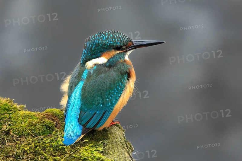 Common Kingfisher (Alcedo atthis), Mecklenburg-Western Pomerania, Germany